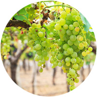 base 200x200 vinho 10