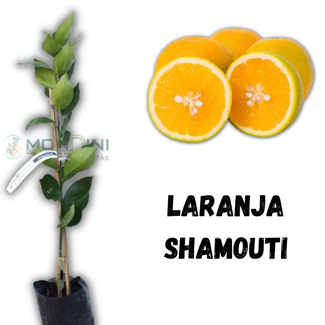 Mudas de Laranja Shamouti Mondini Plantas