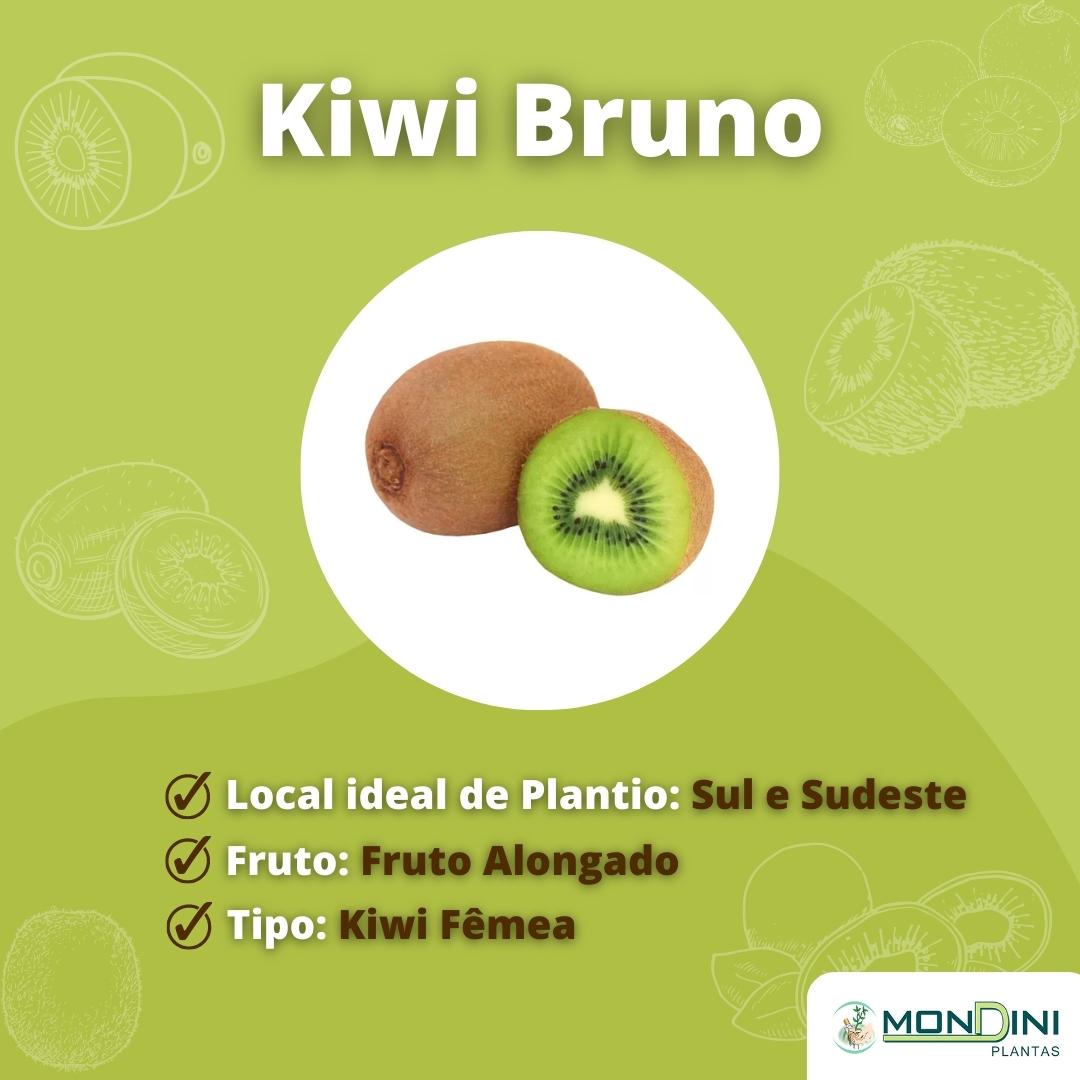 Muda de Kiwi Bruno Mondini Plantas