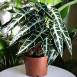 p&eacute; de alocasia que promove bem-estar mental