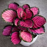 Raízes saudáveis da calathea rosa para cultivo em vasos muda de calathea rosa com raízes fortes para vaso