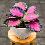 Calathea rosa ajudando a umidificar o ambiente naturalmente pé de calathea rosa que aumenta a umidade do ar