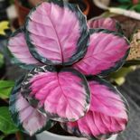 Calathea rosa cultivada em vaso para interiores planta de calathea rosa decorativa ideal para vasos internos