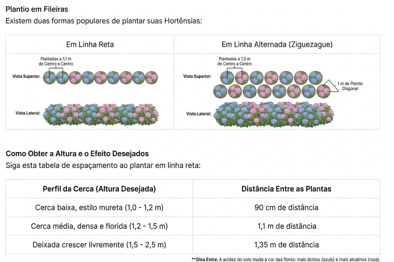 Espaçamento Ideal de Hortensias