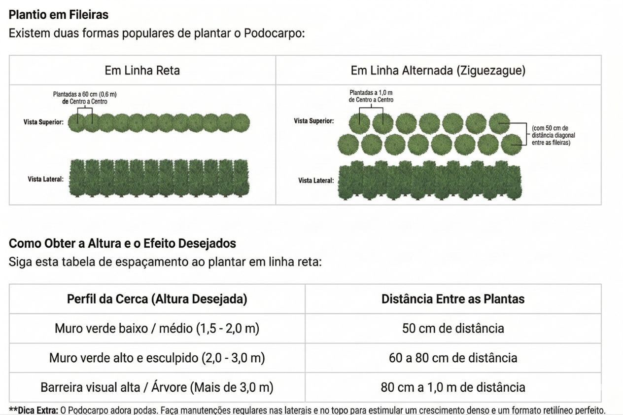 Espaçamento Ideal Podocarpo